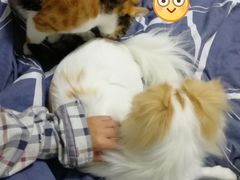-心语宠物医院·急重症转诊中心·瑞辰华诺(南青路店)