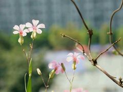 -四川大学(华西校区)