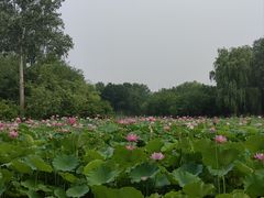 -东郊湿地公园