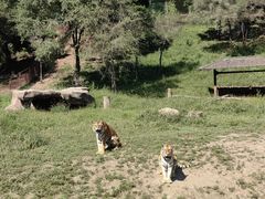 -沈阳森林动物园