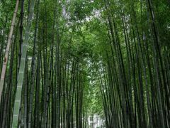 -树山生态村