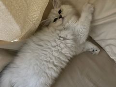 -千城康桥宠物医院·猫科·骨科·心脏