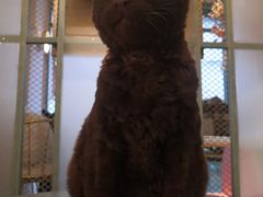 -喵屿·大理花园猫咖