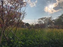 -天适樱花悠乐园