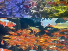 -海合安青岛极地海洋公园