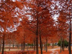 -黄海国家森林公园