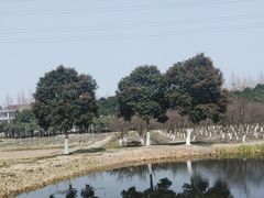 -长田漾湿地公园