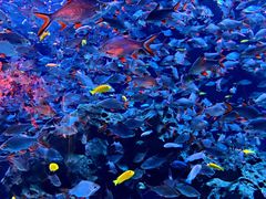 -成都浩海立方海洋公园