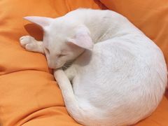 -飞行喵MR PILOT|猫舍·猫咖(静安大融城店)