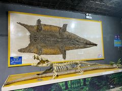 -广州长隆飞鸟乐园