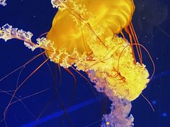 -海合安武汉极地海洋公园