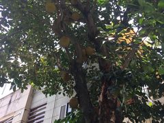 -吴长子卤菜馆(统一街店)