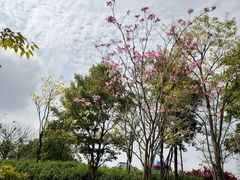 -王借岗森林公园