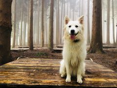 -武陵山森林公园