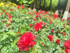 -花溪公园