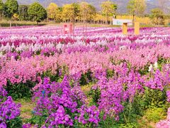 -天适樱花悠乐园