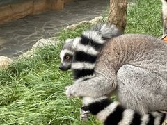 -北京野生动物园