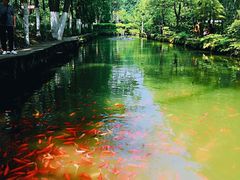 -合肥滨湖国家森林公园