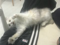 -喵的天空名猫咖啡馆·撸猫·猫舍·用品