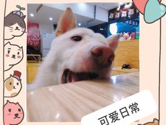 -柴源莊·柴小宠柴犬咖啡