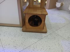 -喵园·猫主题咖啡厅·撸猫·猫咖(国贸店)
