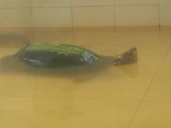 -广东惠东海龟国家级自然保护区