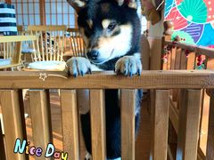 -豆柴町-柴犬主题狗咖(红鼎国际C座店)