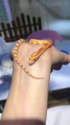 -Moni星球萌宠·小马宝莉·灵蛇·高端高阶全萌宠互动体验俱乐部(红豆国际广场店)