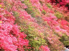 -木兰云雾山