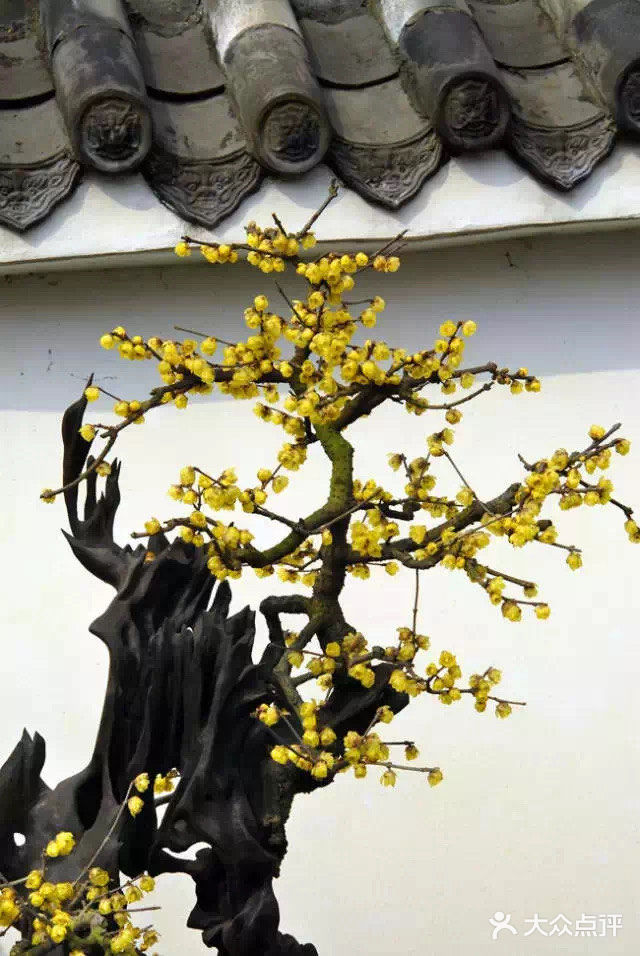 今日分享[礼花]简约 • 新中式  