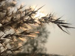 -北京麋鹿生态实验中心