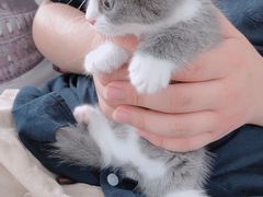 -宠爱多约克夏马尔济斯泰迪小型犬专卖