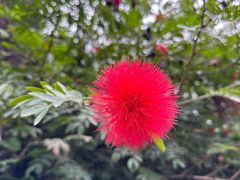 -中国科学院华南植物园