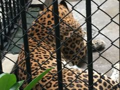 -深圳野生动物园