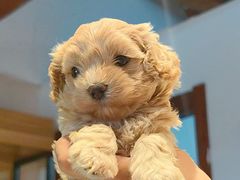 -翊宠yipet猫狗购宠庄园犬舍•猫舍