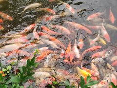 -西湖外事游船(花港观鱼码头)