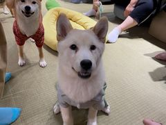 -逗柴咖啡屋·狗咖猫咖宠物桌游
