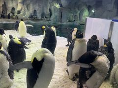 -帝企鹅自助餐厅•儿童岛•真企鹅(长隆企鹅酒店)