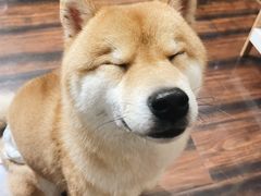 -豆柴町-柴犬主题狗咖(红鼎国际C座店)