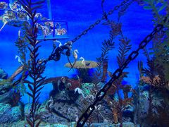 -上海海洋水族馆