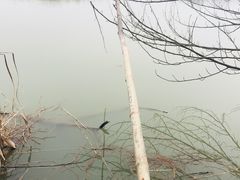 -杏花村文化旅游区