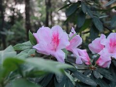 -铁山坪森林公园