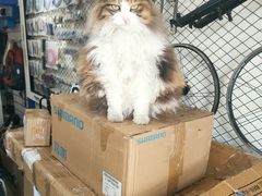 -大行Dahon自行车·北京顶点单车apex bike·ARAI摩托车头盔(白塔寺专卖店)