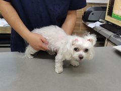 -爱侣宠医·鹦鹉专科·小型哺乳类·异宠专科(灵石路店)