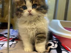 -momokira米努特·德文卷毛猫·棉花面纱犬