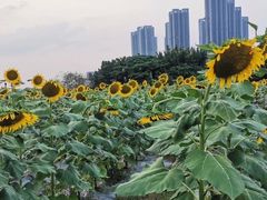-光明小镇欢乐田园