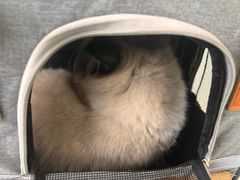 -中农国际动物医院24小时·猫科·骨科·急重症中心