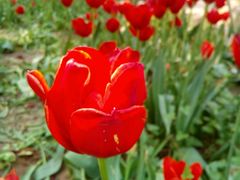 -洛阳郁金香牡丹园