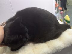 -爱洗澡的猫(望京店)