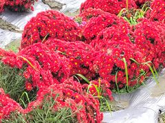 -中国天府农业博览园